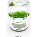 Dennerle Plants Vesicularia ferriei CUP