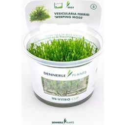Dennerle Plants Vesicularia ferriei CUP - 1 Pc
