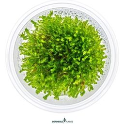 Dennerle Plants Vesicularia ferriei CUP - 1 ud.