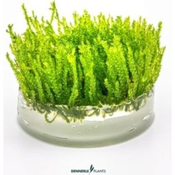 Dennerle Plants Vesicularia ferriei CUP - 1 Pc