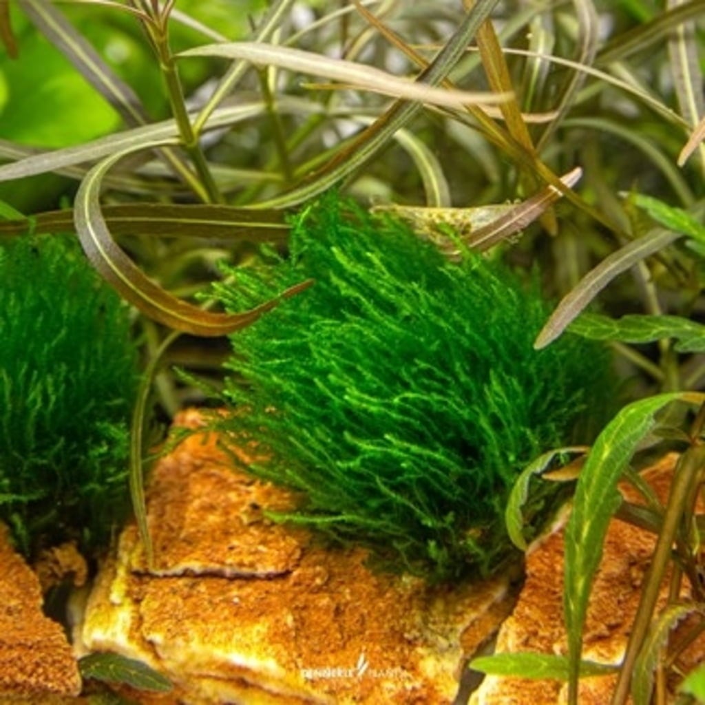Dennerle Plants Taxiphyllum sp. 'Flame Moos' CUP - 1 k.