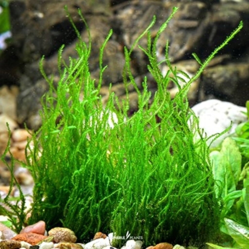 Dennerle Plants Taxiphyllum sp. 'Flame Moos' CUP - 1 ud.