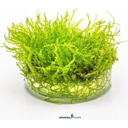 Dennerle Plants Taxiphyllum barbieri CUP - 1 ks