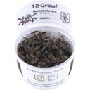 Tropica Bucephalandra 'Kedagang' CUP - 1 Pc