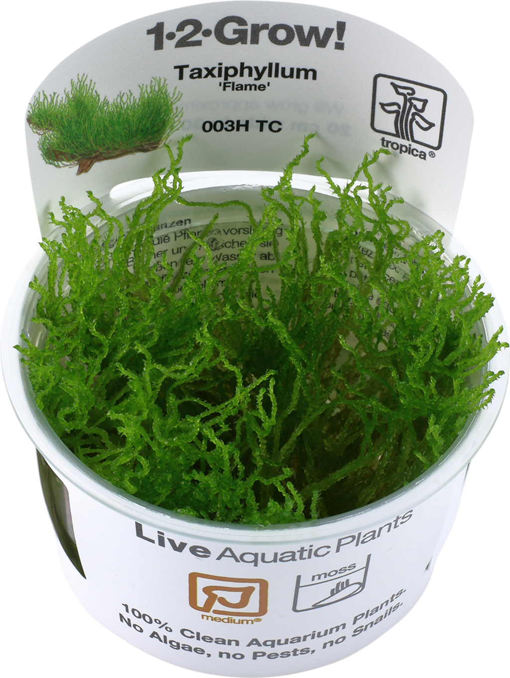 Tropica Taxiphyllum 'Flame' CUP - 1 Stk