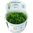 Tropica Rotala rotundifolia 'Green' CUP - 1 Pc