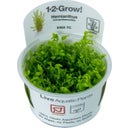 Tropica Hemianthus micranthemoides CUP - 1 Pc