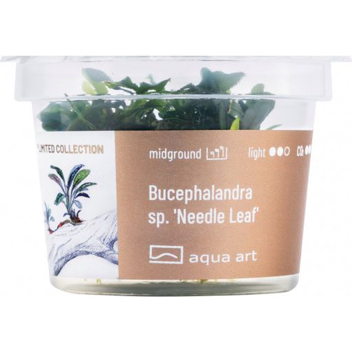 AquaArt Bucephalandra sp. 'Needle leaf'