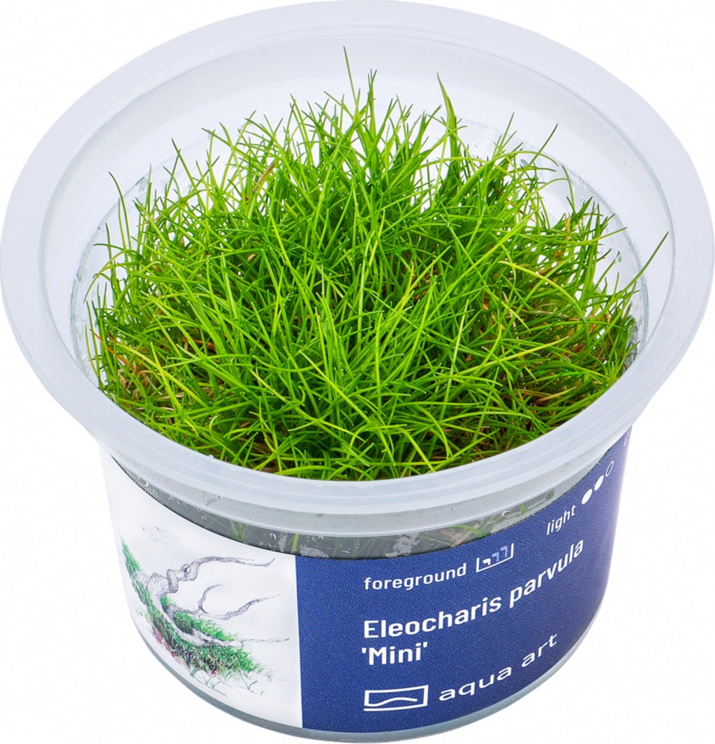 AquaArt Eleocharis parvula Mini