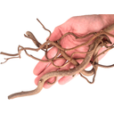 WIO TWISTED ROOTS Mix - 10-40cm