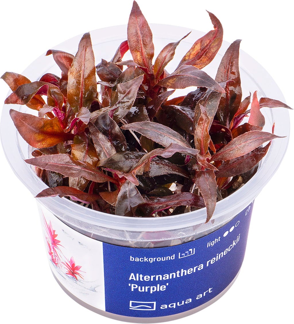 AquaArt Alternanthera reineckii - Purple