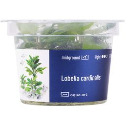 AquaArt Lobelia cardinalis - 1 kom