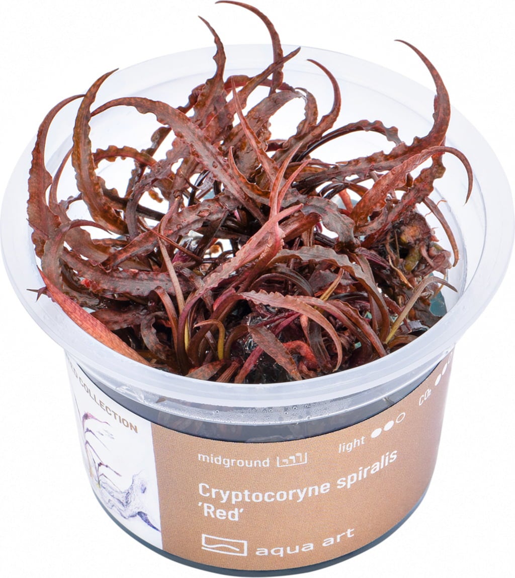 AquaArt Cryptocoryne spiralis 'Red' - 1 Stk
