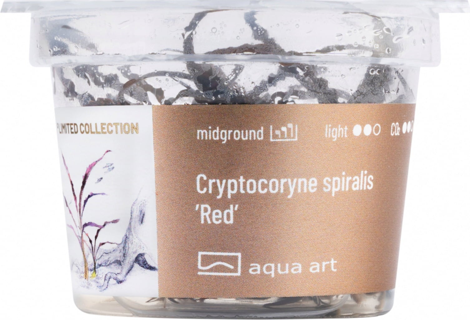 AquaArt Cryptocoryne spiralis 'Red' - 1 Stk