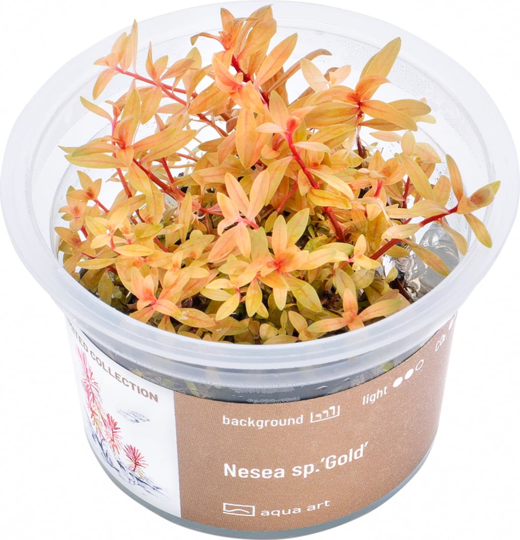 AquaArt Nesaea sp. Gold