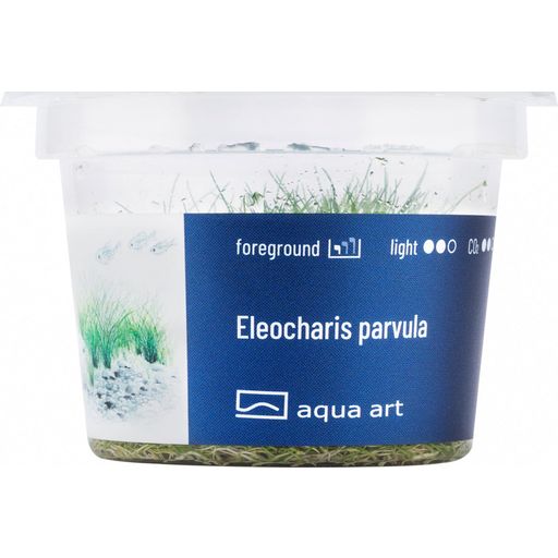 AquaArt Eleocharis parvula - 1 Stk
