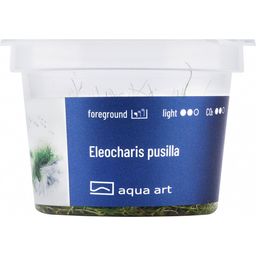 AquaArt Eleocharis pusilla - 1 pcs
