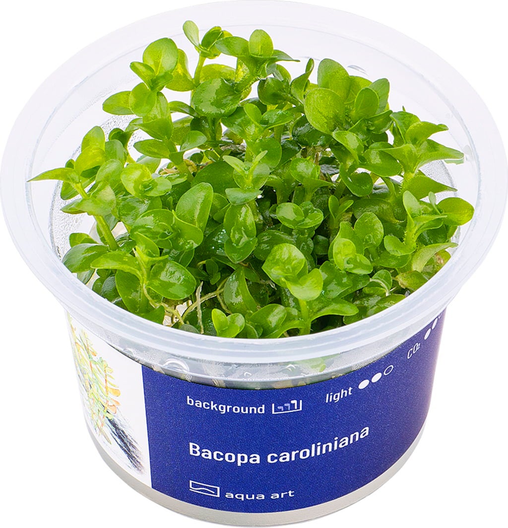 AquaArt Bacopa caroliniana