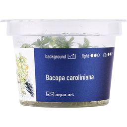 AquaArt Bacopa caroliniana - 1 stuk