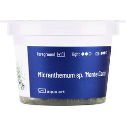 AquaArt Micranthemum 'Monte Carlo' - 1 Pc