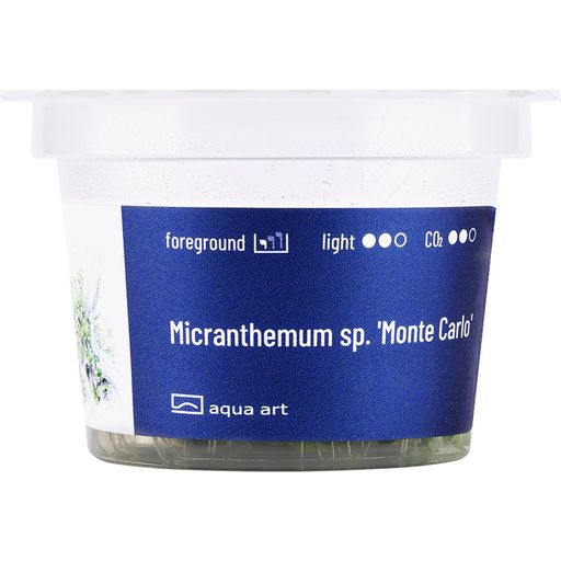 AquaArt Micranthemum - Monte Carlo - 1 pz.