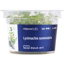 AquaArt Lysimachia nummularia - 1 Pc