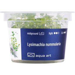 AquaArt Lysimachia nummularia - 1 Pc