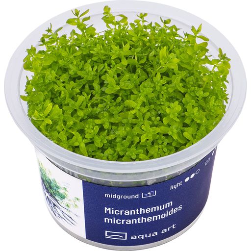AquaArt Micranthemum micranthemoides - 1 pz.