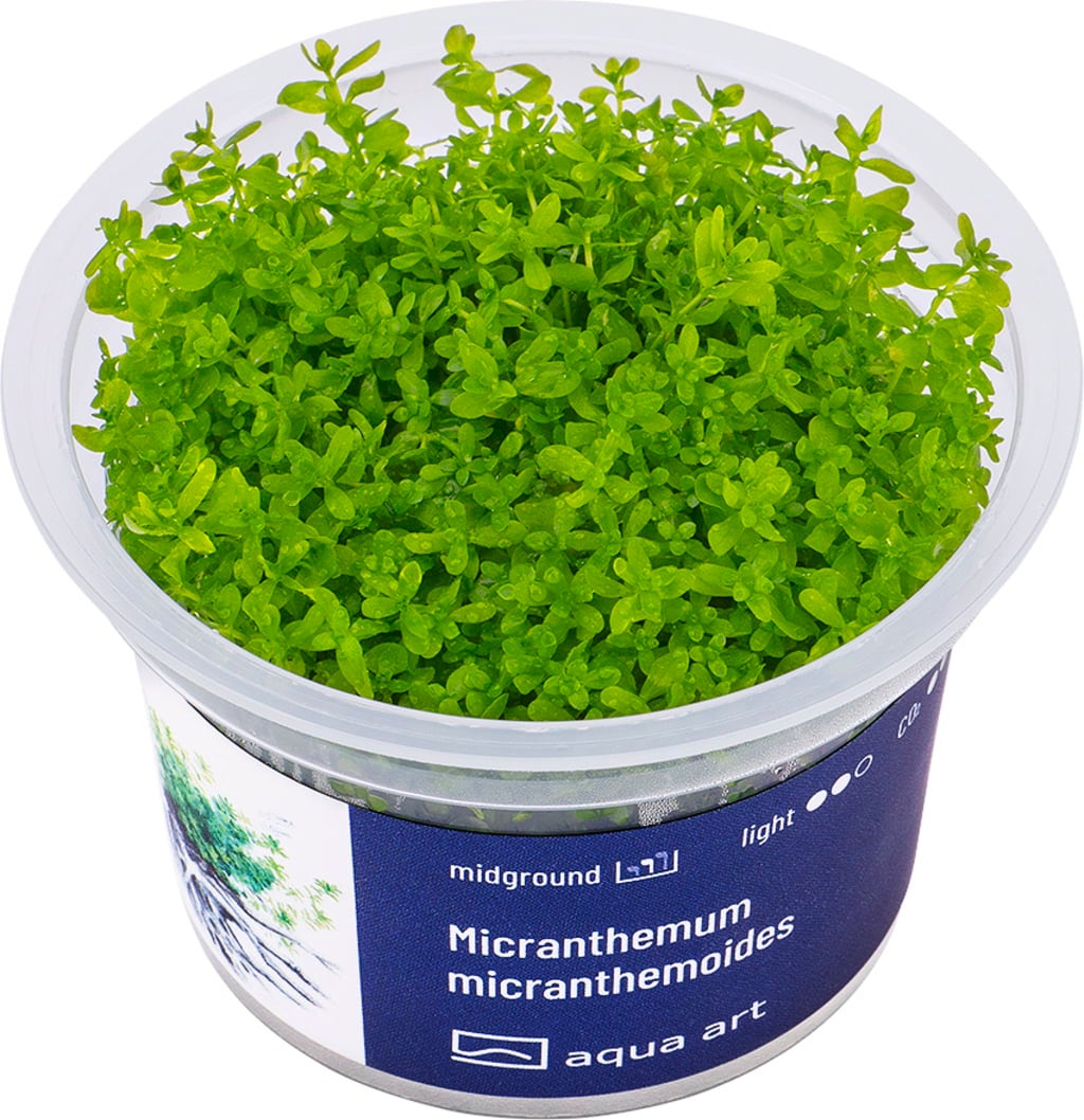 AquaArt Micranthemum micranthemoides