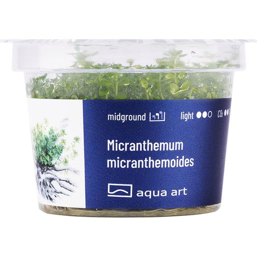 AquaArt Micranthemum micranthemoides - 1 Stk