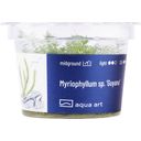 AquaArt Myriophyllum sp. ’Guyana’ - 1 kom