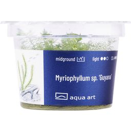 AquaArt Myriophyllum sp. Guyana - 1 pz.