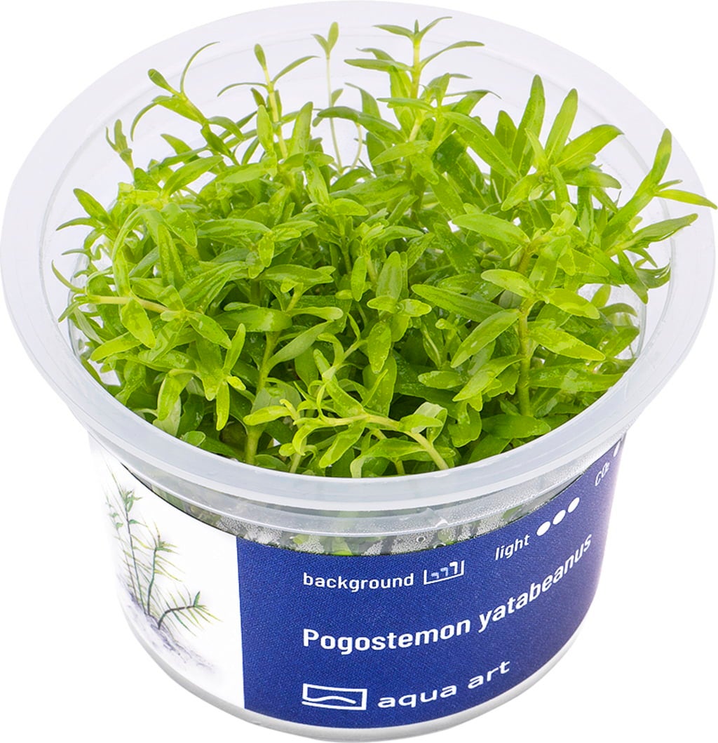AquaArt Pogostemon yatabeanus