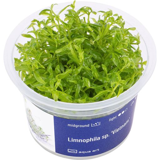 AquaArt Limnophila  Vietnam - 1 stuk