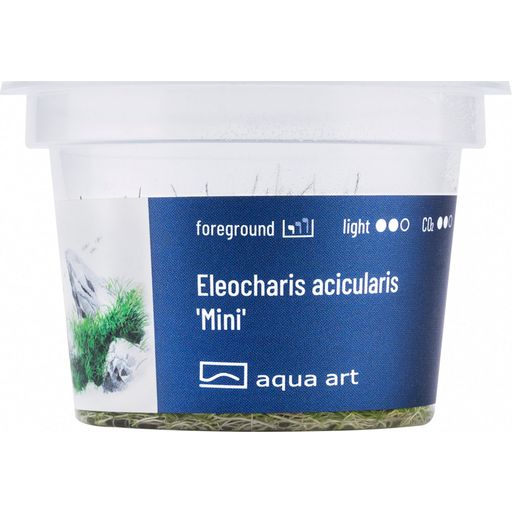 AquaArt Eleocharis acicularis 'Mini' - 1 Stk