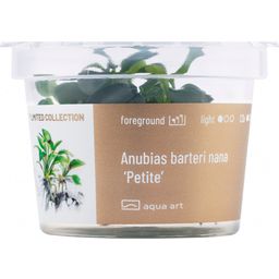 AquaArt Anubias barteri nana ’Petite’ - 1 Pc