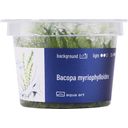 AquaArt Bacopa myriophylloides - 1 Pc