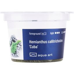 AquaArt Hemianthus callitrichoides 'Cuba' - 1 kom