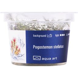 AquaArt Pogostemon stellatus - 1 Pc