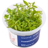 AquaArt Proserpinaca palustris