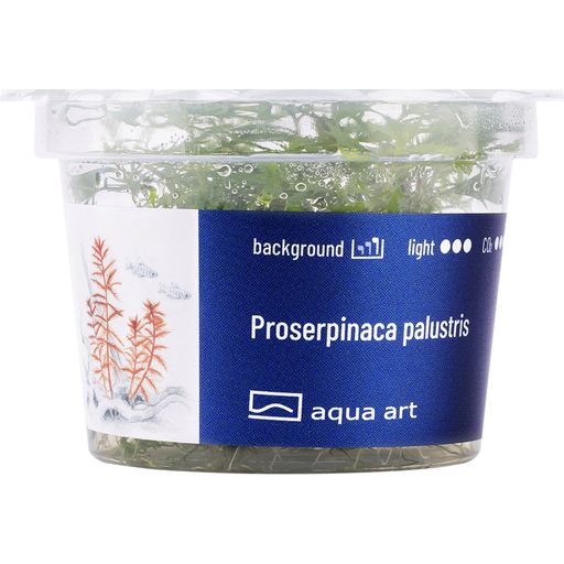 AquaArt Proserpinaca palustris - 1 Stk