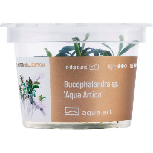 AquaArt Bucephalandra sp. ’Aqua Artica’ - 1 stuk