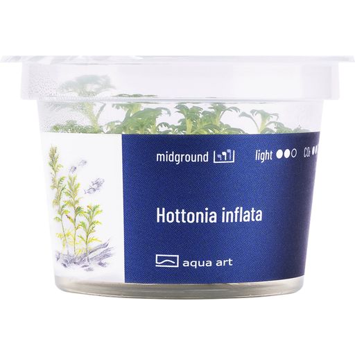 AquaArt Hottonia inflata - 1 Stk