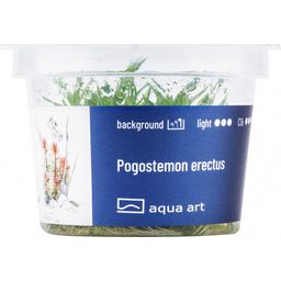 AquaArt Pogostemon erectus - 1 Pc