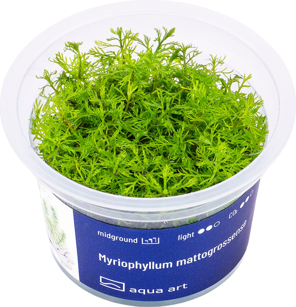 AquaArt Myriophyllum mattogrossense - 1 Stk