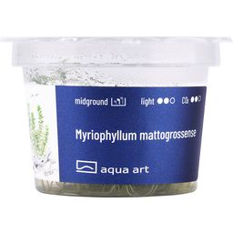 AquaArt Myriophyllum mattogrossense - 1 Szt.