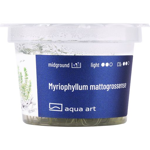 AquaArt Myriophyllum mattogrossense - 1 st.