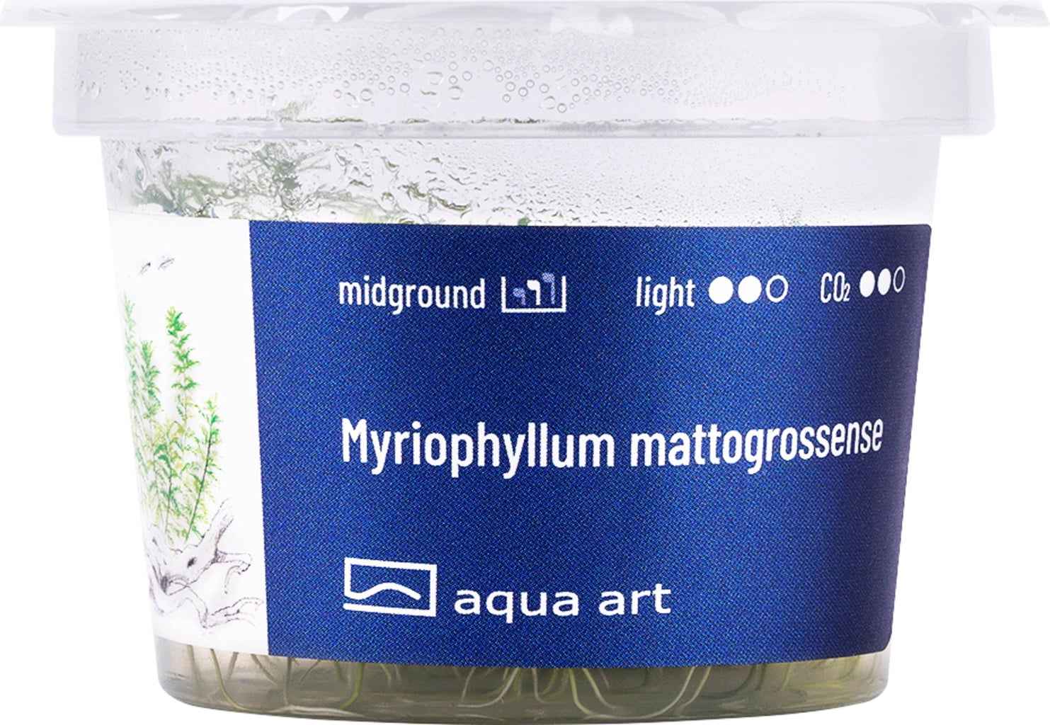 AquaArt Myriophyllum mattogrossense - 1 Stk