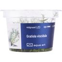 AquaArt Gratiola viscidula - 1 pcs