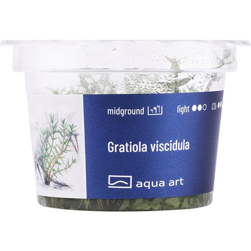 AquaArt Gratiola viscidula - 1 Pc